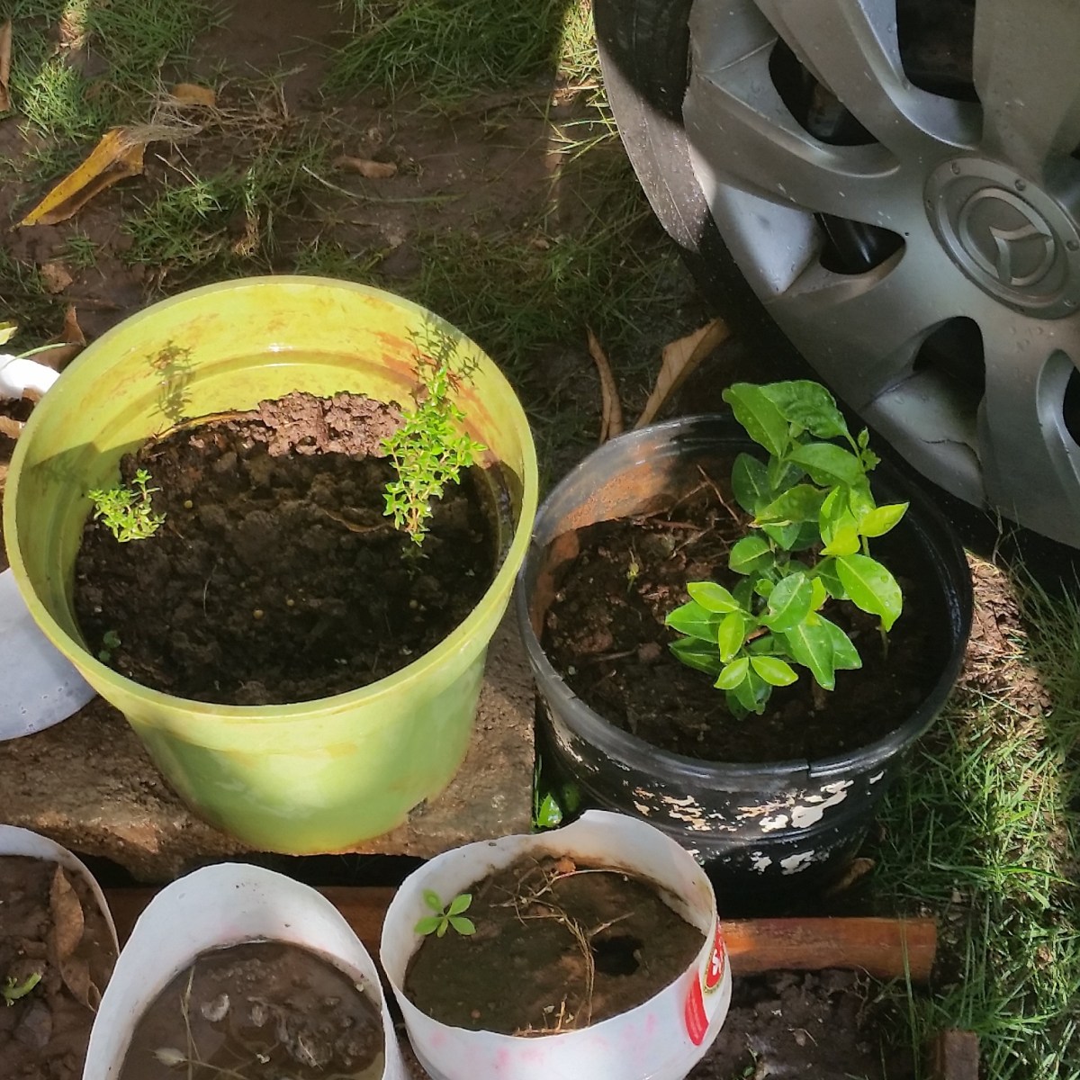 Jamaican Urban Organic Farming: It's Alive