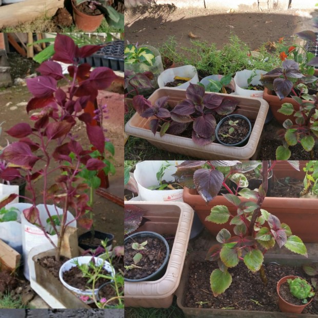 Jamaican Urban Organic Farming: Pruning, A Necessary Evil