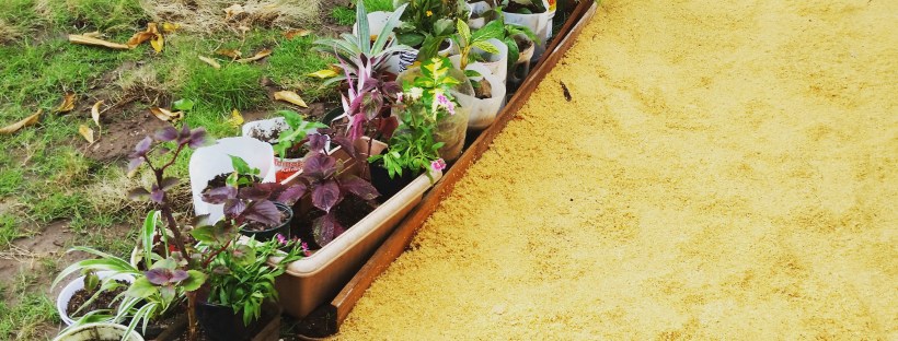 Jamaican Urban Organic Farming: Sawdust Path