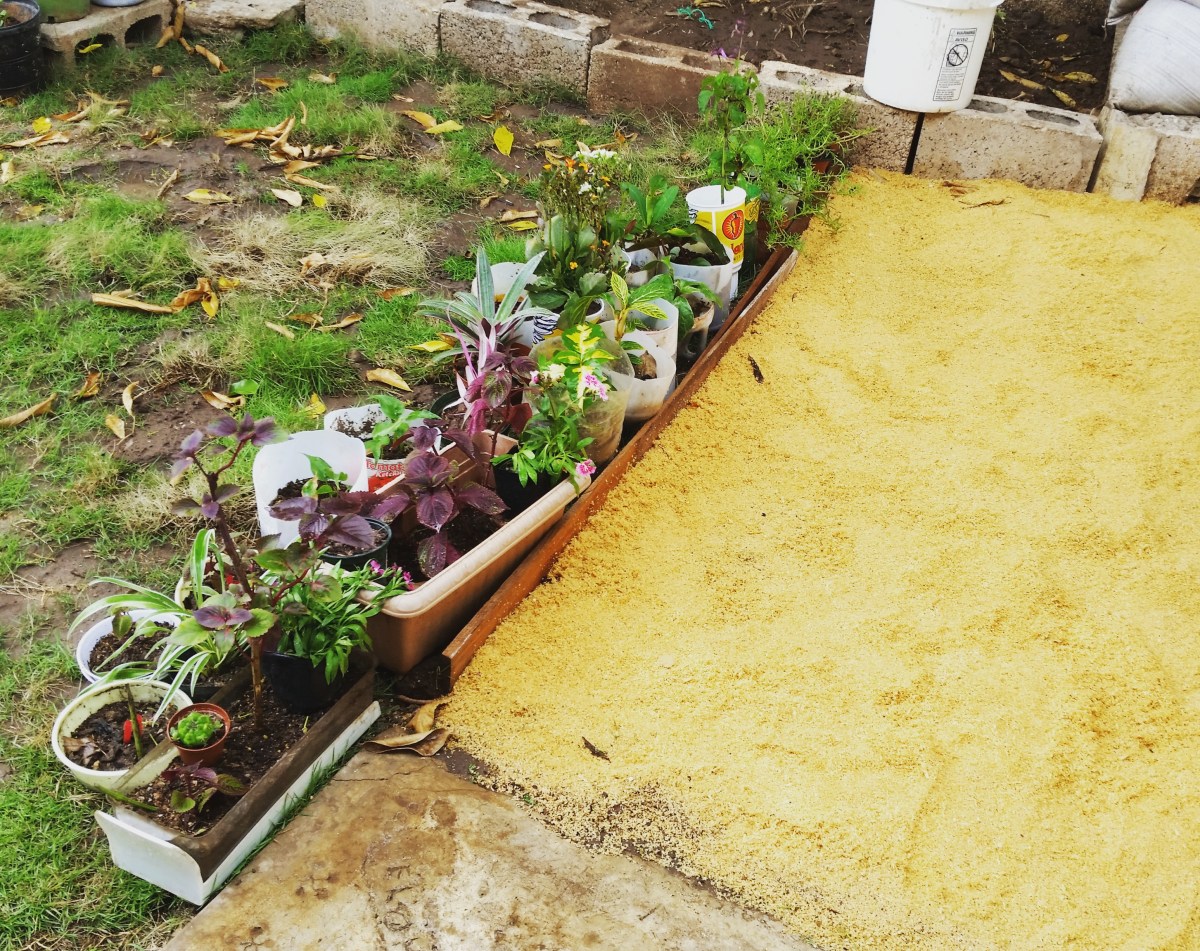 Jamaican Urban Organic Farming: Sawdust Path