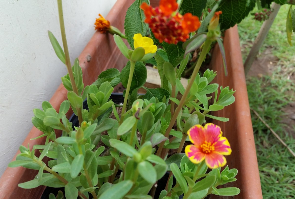 Jamaican Urban Organic Farming: Lantana