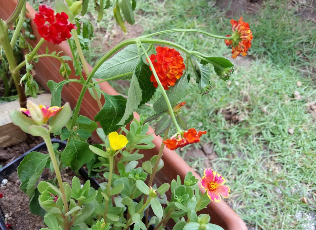 Jamaican Urban Organic Farming: Lantana
