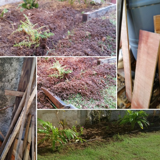 Jamaican Urban Organic Farming: Separating The Plants From The Lawn
