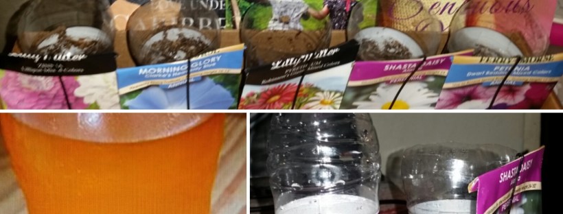 Jamaican Urban Organic Farming: Plastic ICool Bottles for Container Gardening