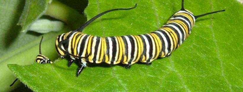 Jamaican Urban Organic Farming: My Garlics and Scallions Update