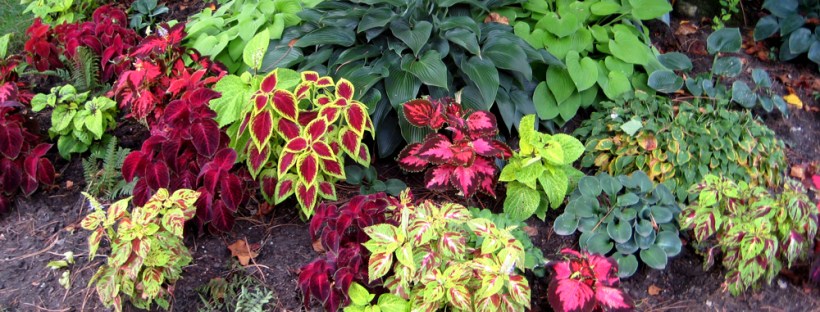 Jamaican Urban Organic Farming: Gardening Goals