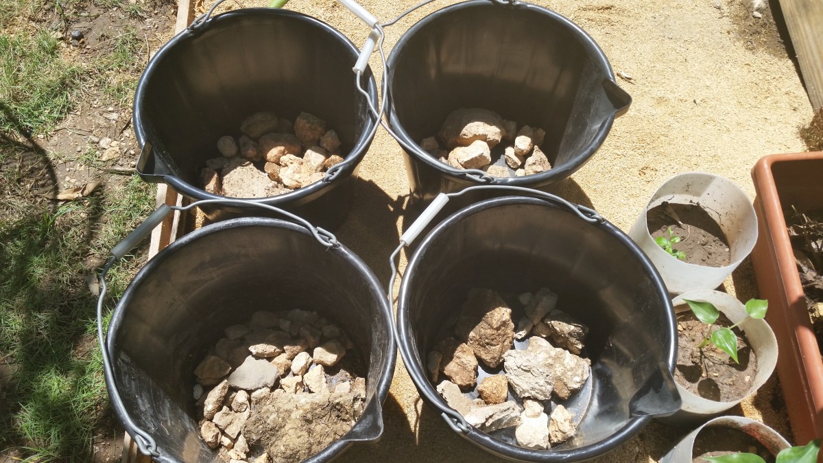 Jamaican Urban Organic Farming #24: Callaloo Update by Denise Fyffe