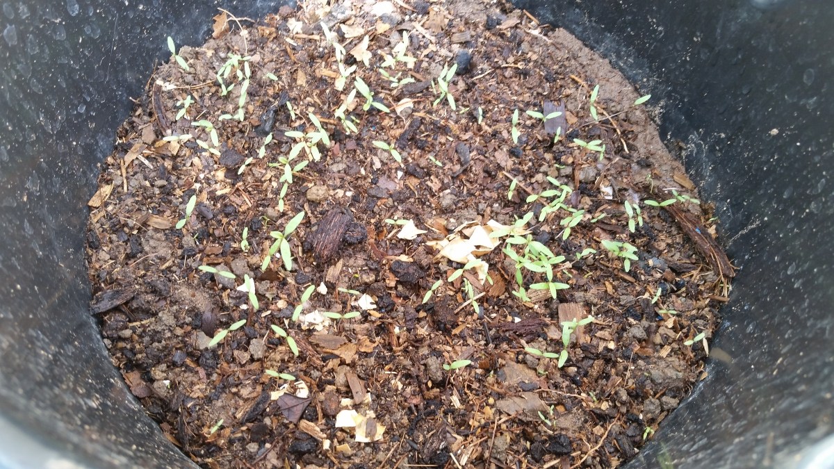 Jamaican Urban Organic Farming #24: Callaloo Update by Denise Fyffe