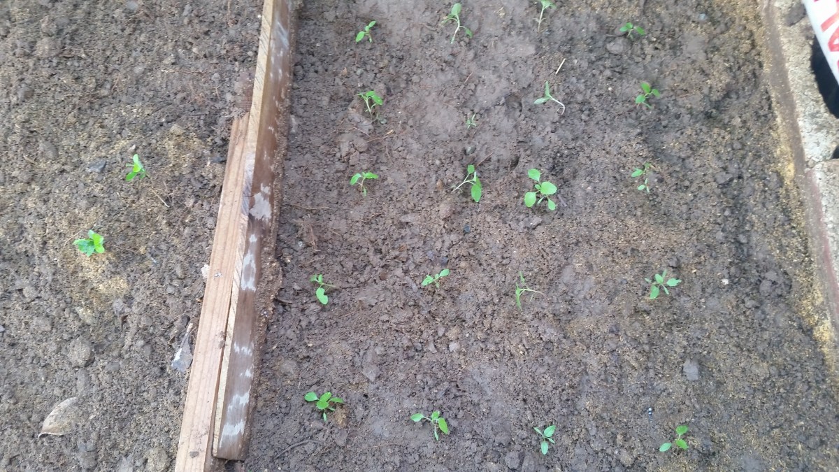 Jamaican Urban Organic Farming #24: Callaloo Update by Denise Fyffe