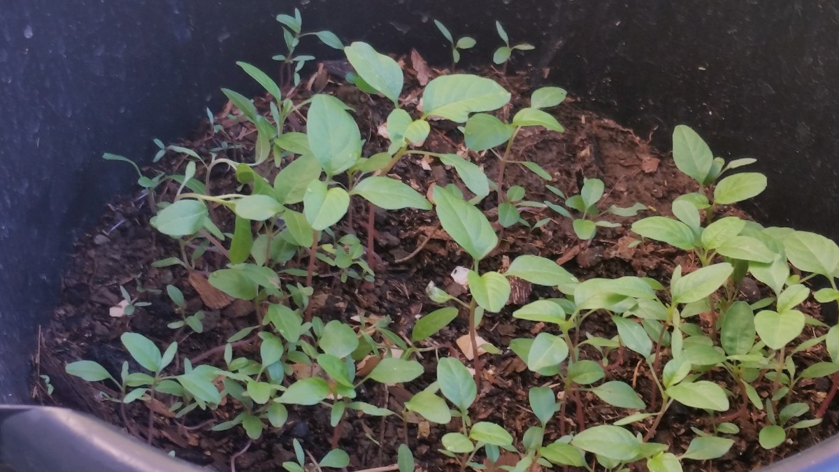 Jamaican Urban Organic Farming #24: Callaloo Update