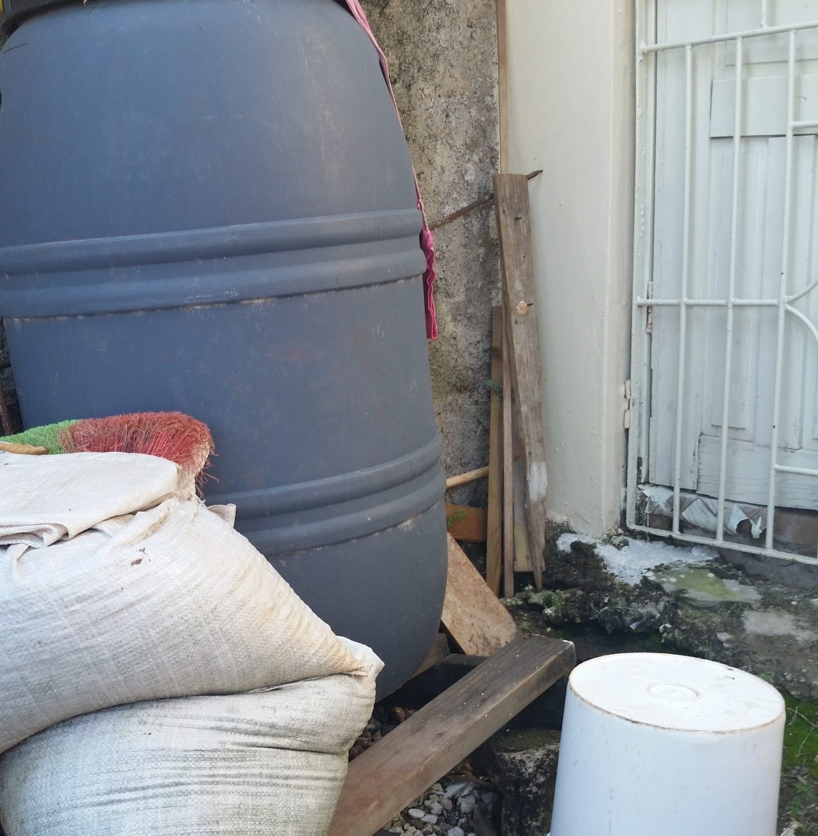 Jamaican Urban Organic Gardening: Views From My Garden #8