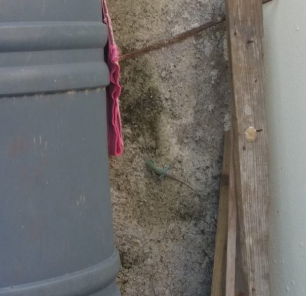 Jamaican Urban Organic Gardening: Views From My Garden #8