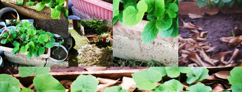 Jamaican Urban Organic Gardening: Views From My Garden #1