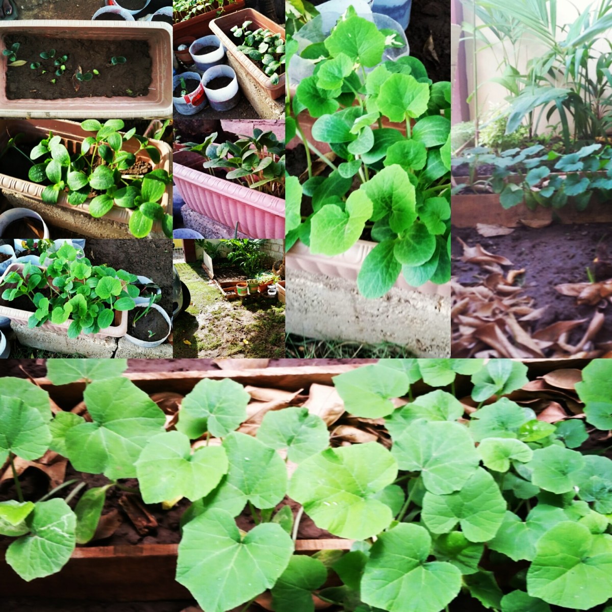 Jamaican Urban Organic Gardening: Views From My Garden #1