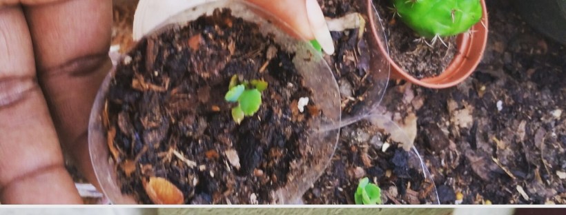 Views From My Garden by Denise Fyffe