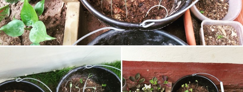 Views From My Garden by Denise Fyffe