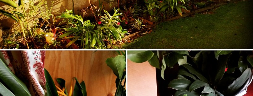 Jamaican Urban Organic Gardening: Views From My Garden