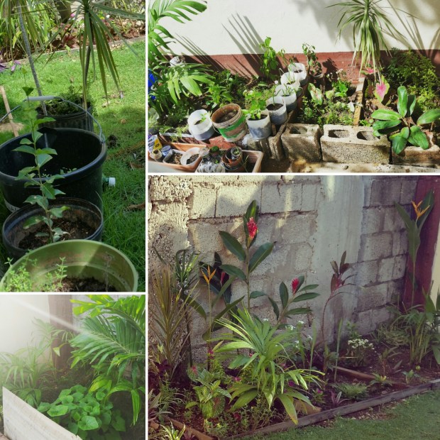Jamaican Urban Organic Gardening: Views From My Garden