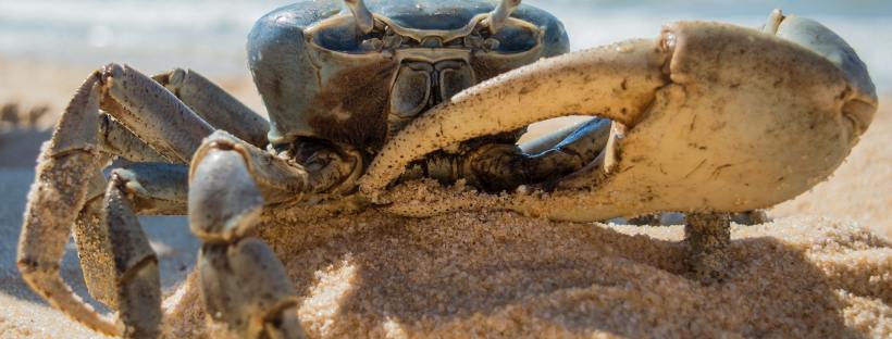 How Dangerous Is King Crab Fishing?