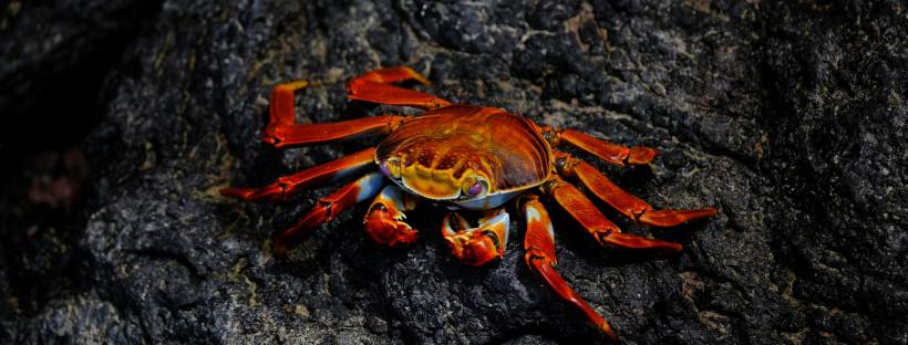 Seafood Facts and Trivia About King Crab