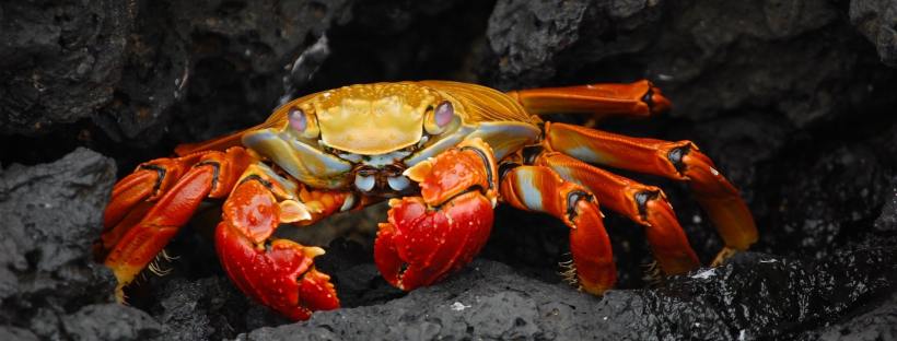 How to Cook Crab the Right Way